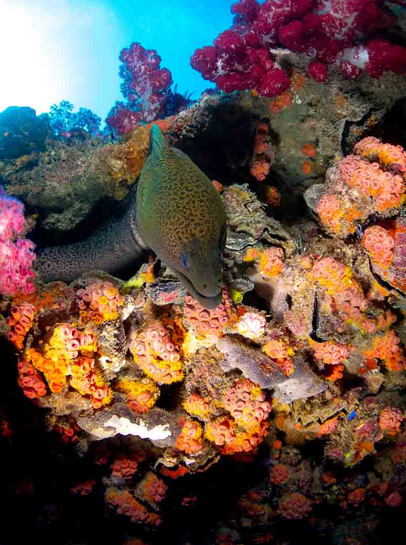 1.5m moral eel peeking out from corals on yongala wreck