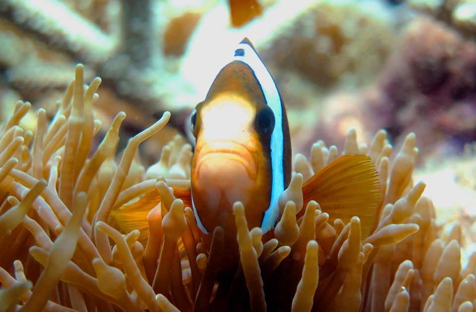 Clownfish Peeking From Anemone