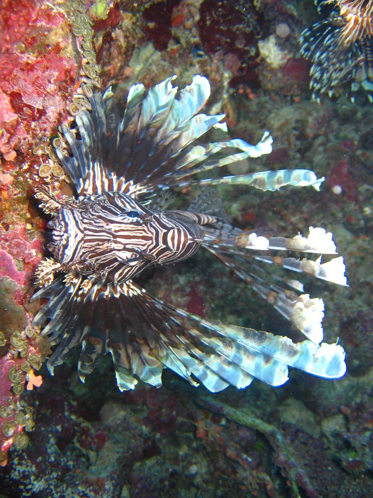 Top-down shot of a lionfish looking into the camera