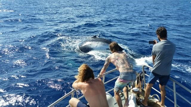 crew and passnegers standing on the bow of mv adrenalin taking pictures of a humpback whale breaching the surface