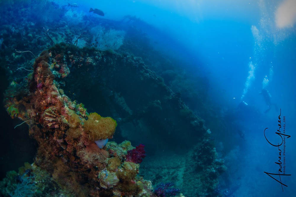 super colourful corals growing on the wreck of the ss yongala