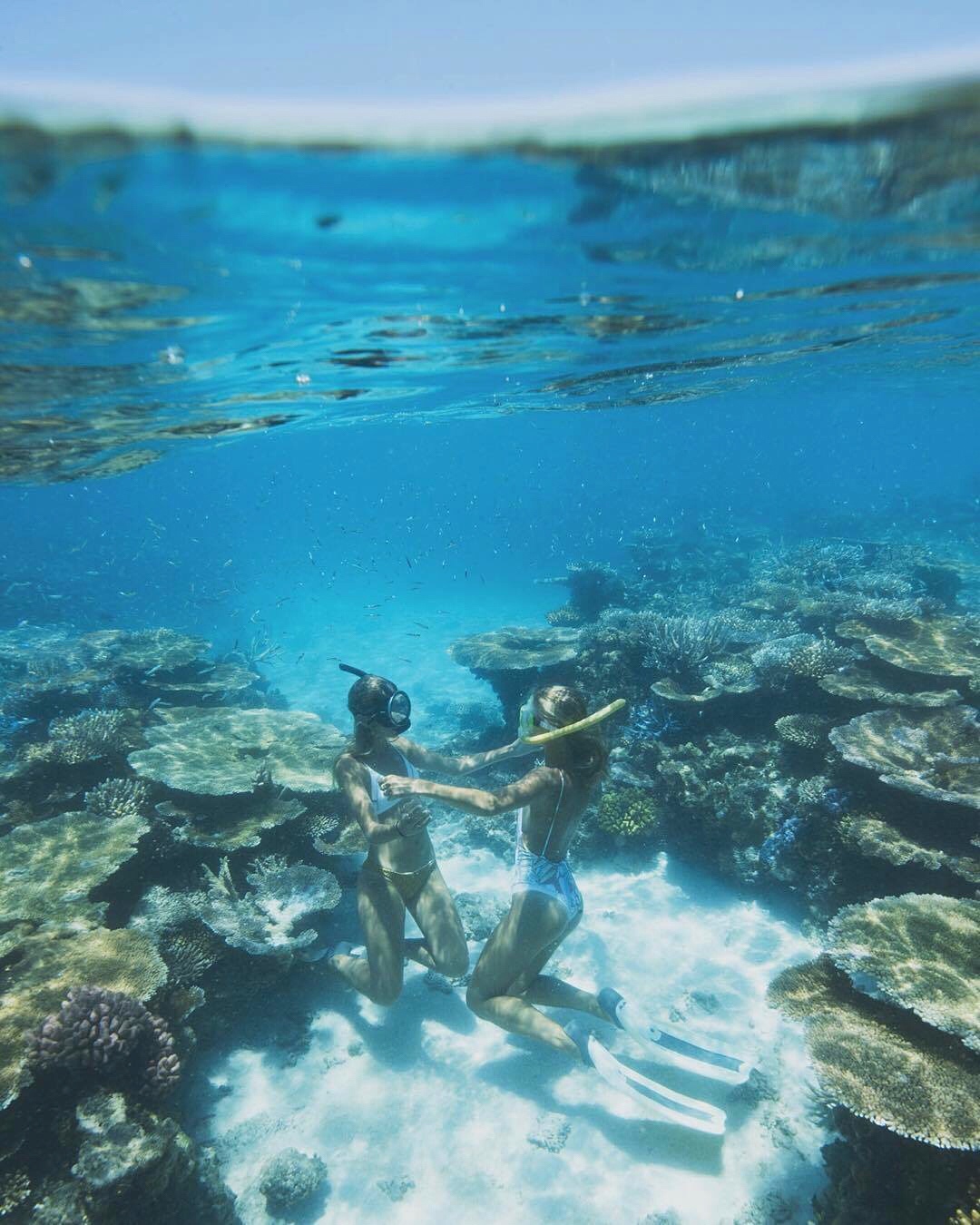 Pengeudlån Odysseus vitamin Kelso Reef Day Trip - Adrenalin Snorkel and Dive