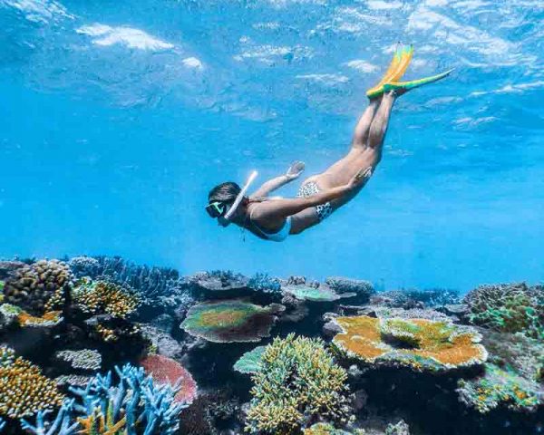 Female snorkeller duck-diving underwater to look at corals at Lodestone Reef