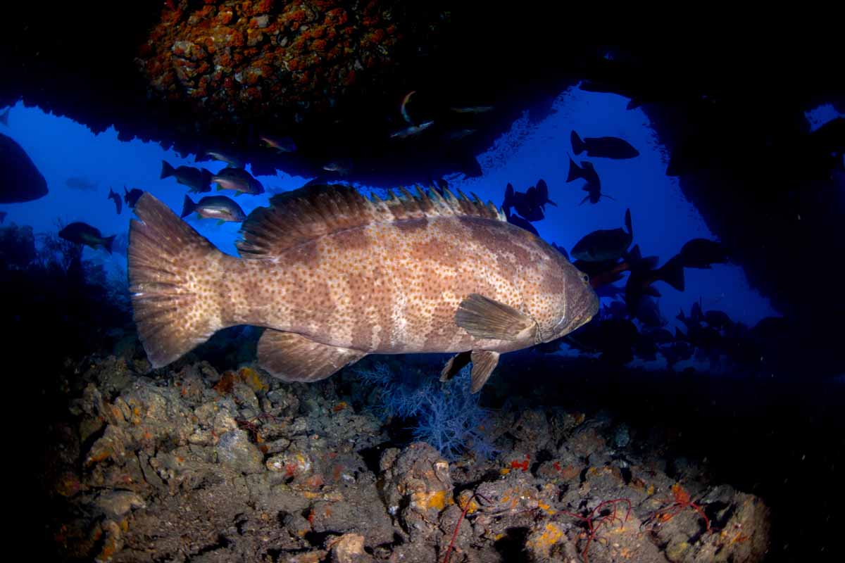 profile of a queensland groper taking under the rudder of the ss yongala wreck