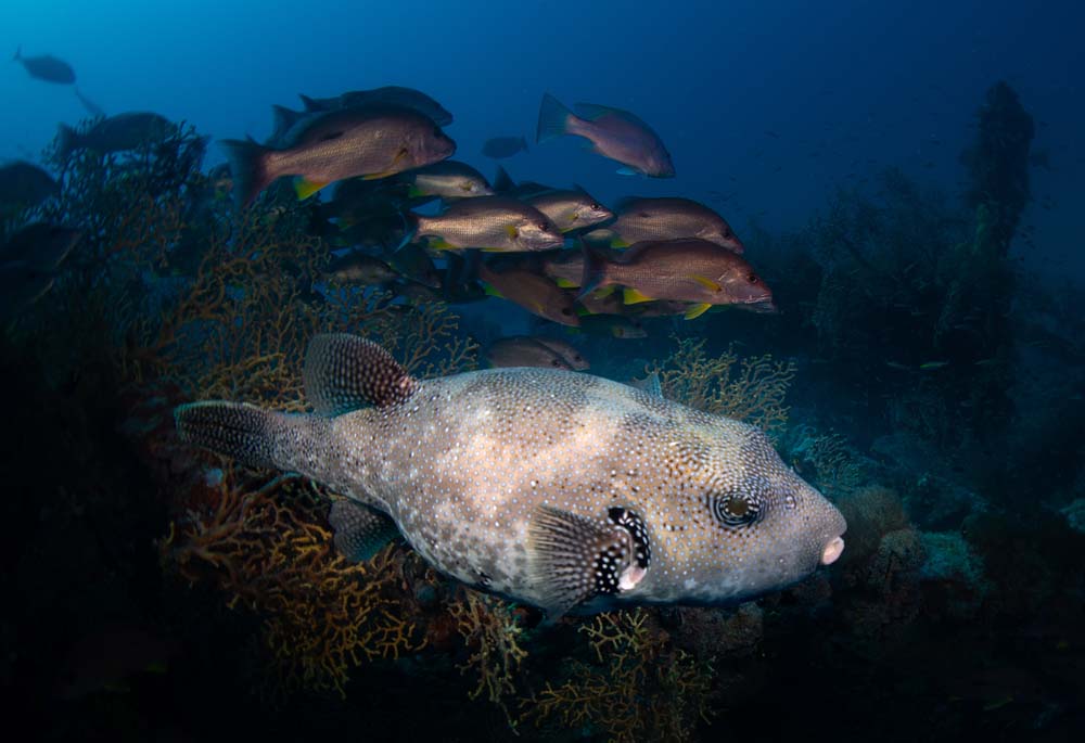 picture of large scribbled pufferfish taken at the ss yongala wreck