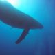 Humpback Whales Yongala Wreck Townsville