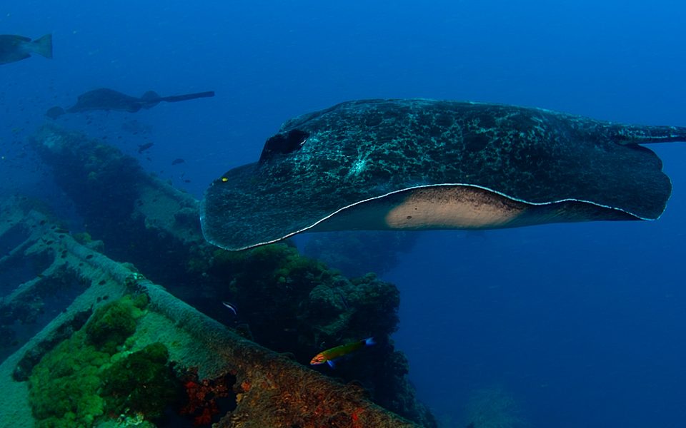 bull ray swimming in the ocean with the coral-crusted yongala wreck in the background