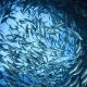 Shot of a school of tuna fish taken underwater looking up at the surface of the water