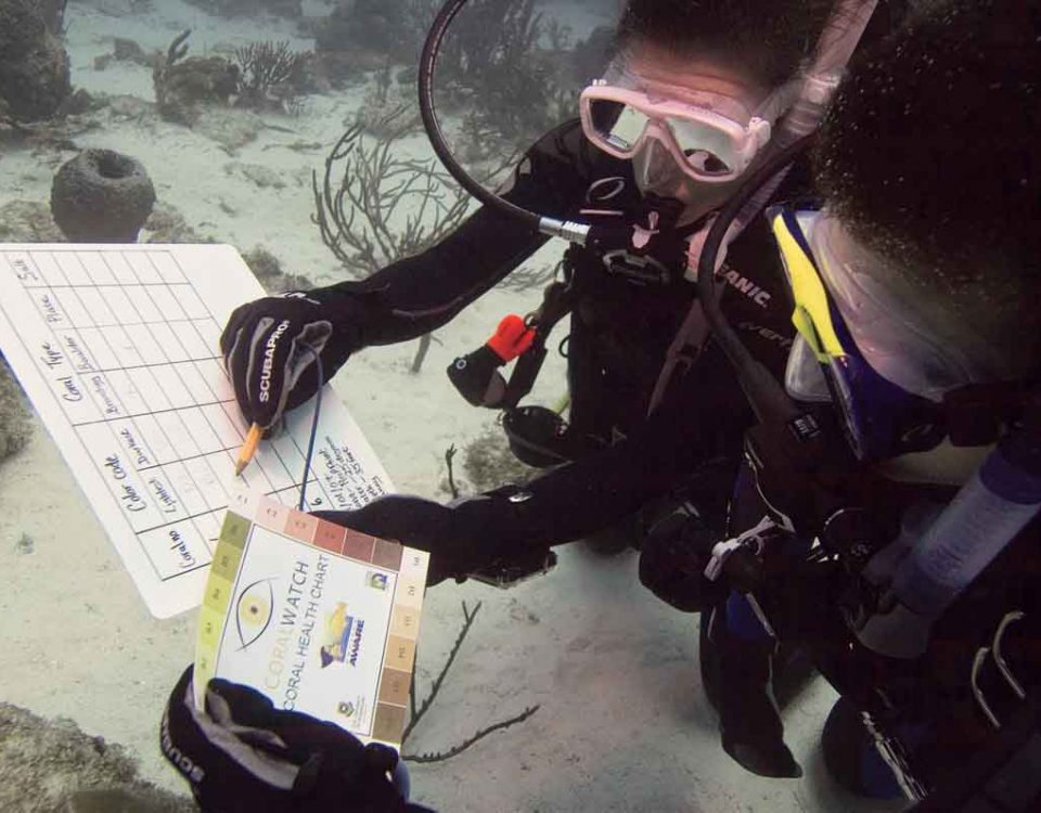 Divers for Project AWARE looking at charts underwater