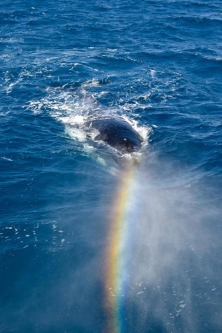 Whale watching rainbow townsville