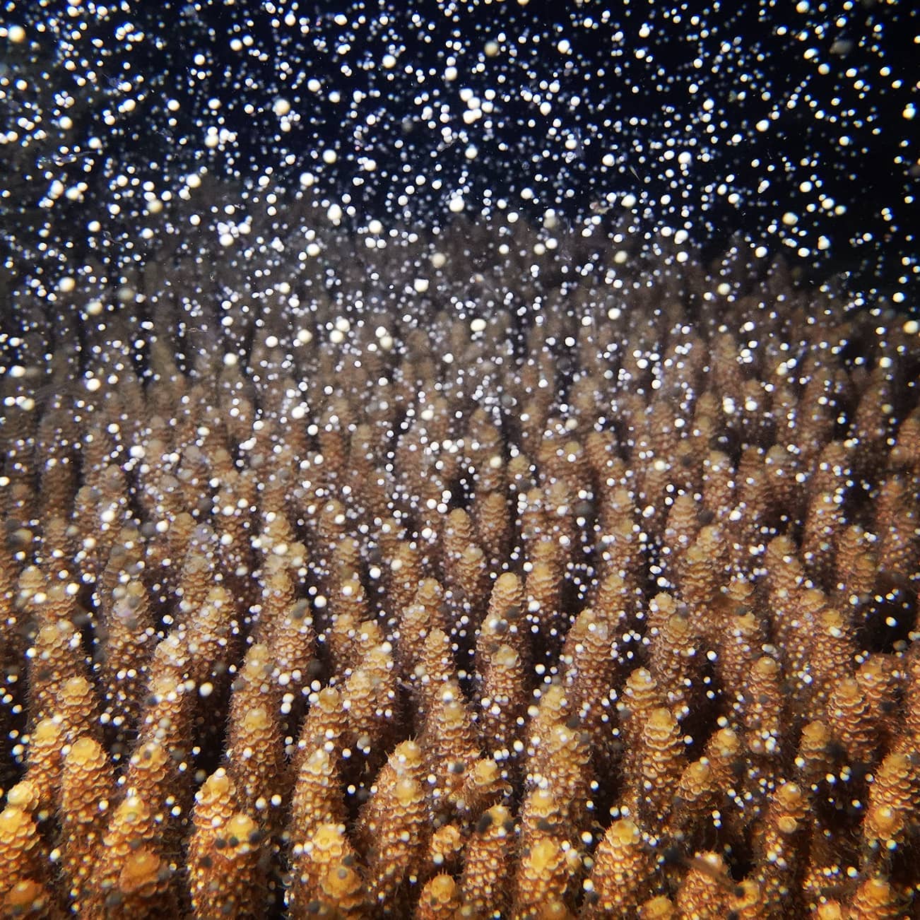 coral-spawning-season-is-here-adrenalin-snorkel-dive